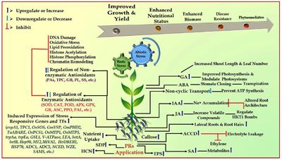 Regulatory mechanisms of plant rhizobacteria on plants to the adaptation of adverse agroclimatic variables